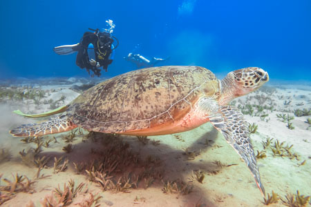 Diving & Desert